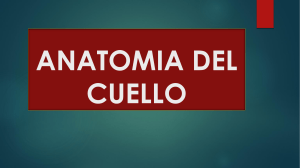 ANATOMIA DEL CUELLO