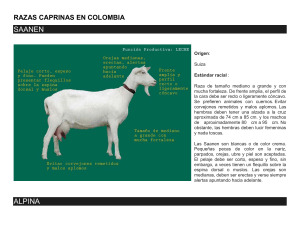 RAZAS CAPRINAS EN COLOMBIA