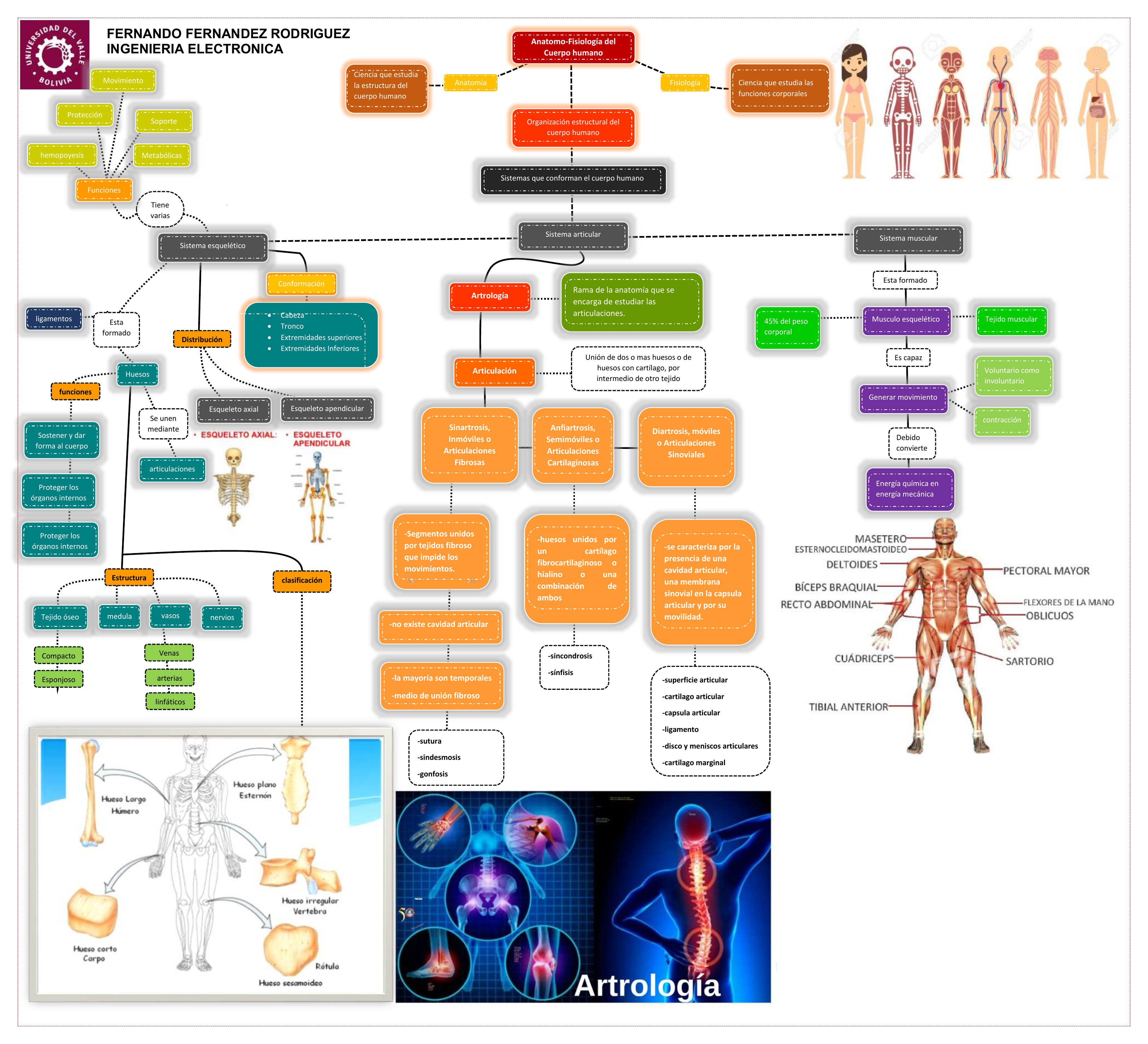 Mapa Conceptual Aparatos Del Cuerpo Humano Sistemas Del Cuerpo Humano