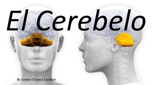El Cerebelo