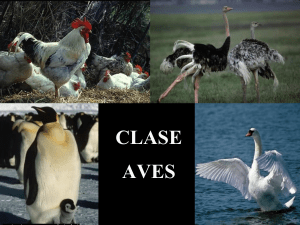 151464495-Clase-Aves-Ppt-1