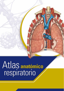 Atlas Anatomico Respiratorio