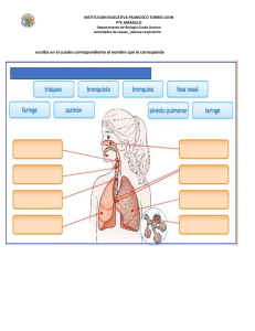 actividad sistema respiratorio