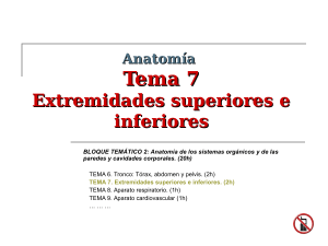 Tema 07 Extremidades superior e inferior (1)