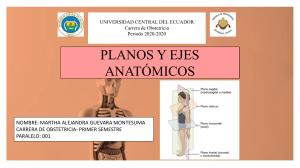 Planos anatómicos  (1)