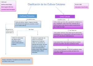 Mapa Conceptual De Cultivo Celular