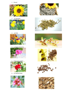 6 flores con semilla