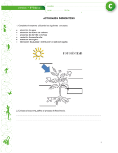 actividades fotosintesis