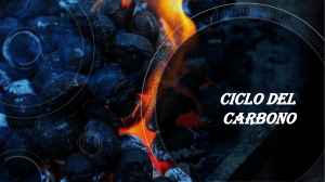 ciclo de carbono 