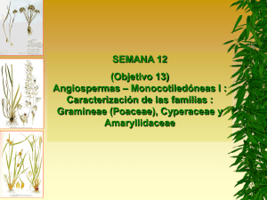 Semana 12. Cyperaceae  Poaceae