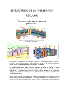 Estructura membrana Celular