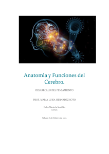 Anatomìa y Funciones del Cerebro