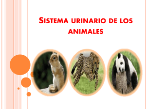 Sistema Urinario Animal: Anatom&iacute;a y Fisiolog&iacute;a Comparada