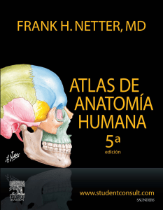 Atlas de anatomía humana - Netter, frank