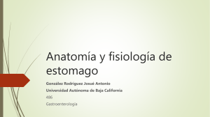anatomayfisiologadeestomago-170215053131