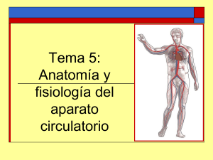 aparato circulatorio (1)