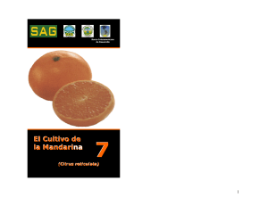 2005,-El-cultivo-de-la-mandarina,-G