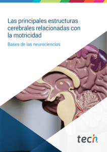 Neuropsicología Profesional I Las principales estructuras cerebrales relacionadas con la motricidad