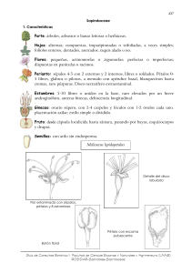 33. Sapindaceae
