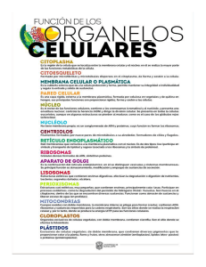 ORGANOIDES CELULARES