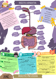 DIGESTIO APARATUA