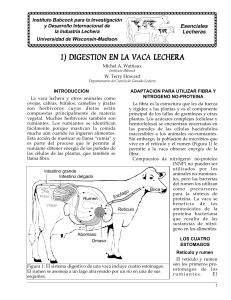 digestion del bovino