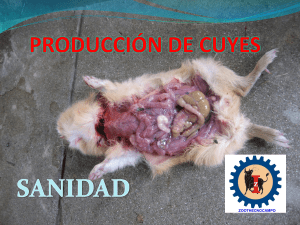 PRODUCCIÓN DE CUYES-SANIDAD 03