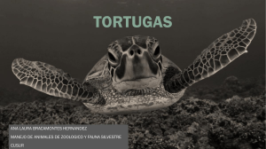 Tortugas RESUMEN