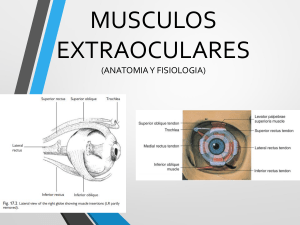 MUSCULOS EXTRAOCULARES