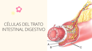 Célula parietal, principal y endocrina del aparato digestivo 