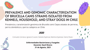 Prevalence and Genomic Characterization of Brucella canis Strains Isolated from Kennels, Household, and Stray Dogs in Chile
