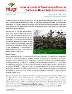Importancia de la Bioestimulacion en el Cultivo de Rosas bajo Invernadero