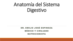 Anatomía del Sistema Digestivo