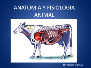 03. Anatomía y Fisiología Animal (Presentación) autor Agustín Bertucci