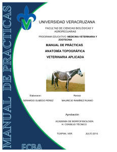 01. Manual de prácticas de anatomía topográfica veterinaria aplicada autor Gerardo Olmedo Perez