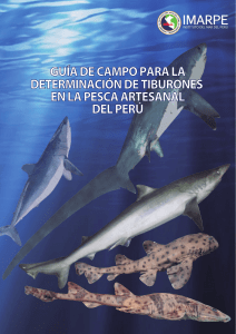 04. Guía de campo para la determinación de tiburones en la pesca artesanal del Perú autor Miguel Romero Camarena, Patricia Alcántara y Karen Verde Guerra