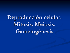 mitosis-meiosis-120129070649-phpapp02