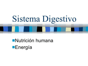 sistema-digestivo-3775770