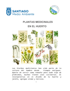 PLANTAS MEDICINALES EN EL HUERTO