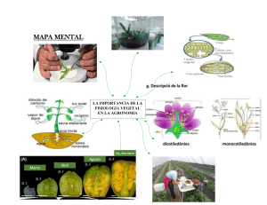 MAPA MENTAL fisiologia vegetal