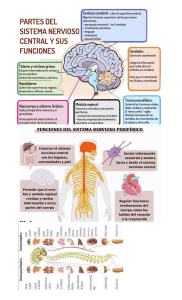 SISTE NERVIOSO