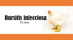Bursitis infecciosa en aves