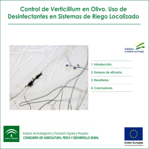 Control de Verticillium dahliae en el agua de riego mediante desinfectantes aplicados al sistema de riego por goteo (3)