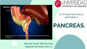 pancreas clase