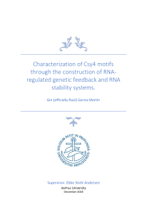 Characterization of Csy4 motifs through the construction of RNA-regulated genetic feedback and RNA stability systems
