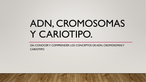 ADN, cromosomas y cariotipo