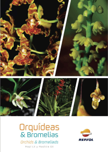 orquideas bromelias 