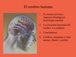 El cerebro (3)