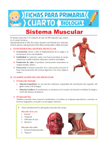 Sistema-Muscular-para-Niños-para-Cuarto-de-Primaria (1)
