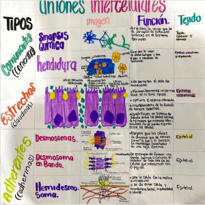 uniones y comunicaciones celulares (1)